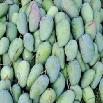 

buah mangga kiojay fresh manis asem segar 2 kg isi 3 biji