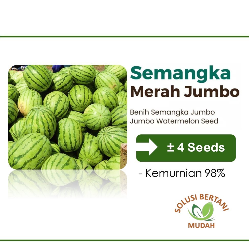 Benih Buah Semangka Merah Jumbo Hibrida