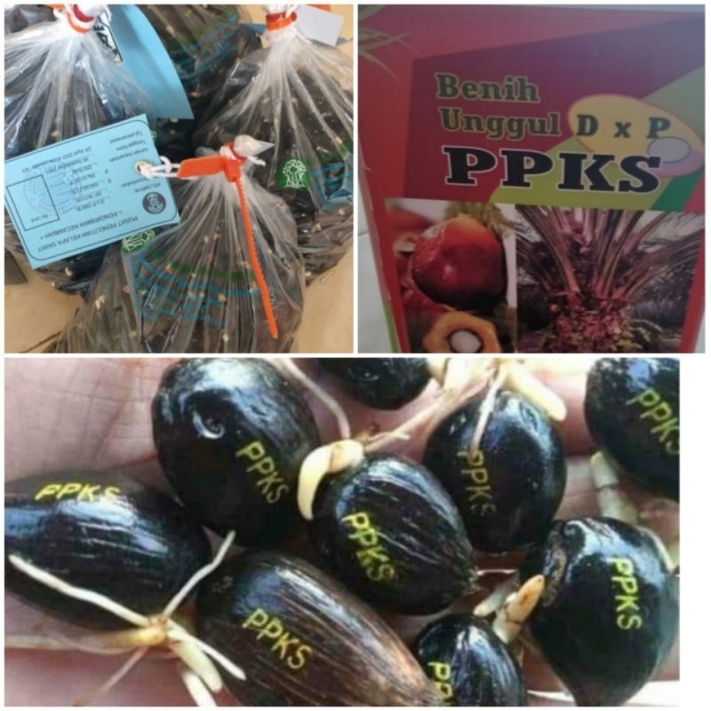 Bibit kecambah unggul kelapa sawit PPKS