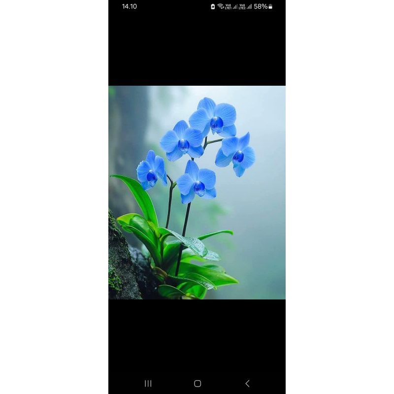 Anggrek bulan bunga biru Blue ice