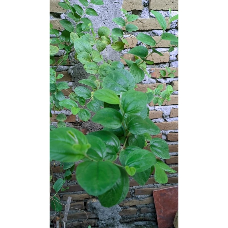 

Daun bidara asli (100 lembar)
