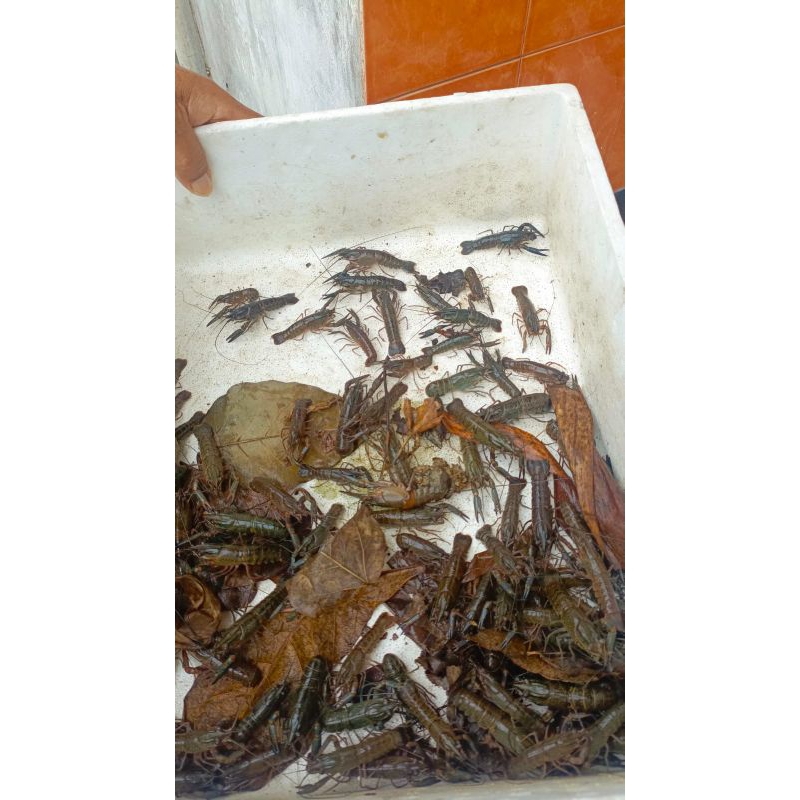 

Bibit lobster air tawar size 2 inchi