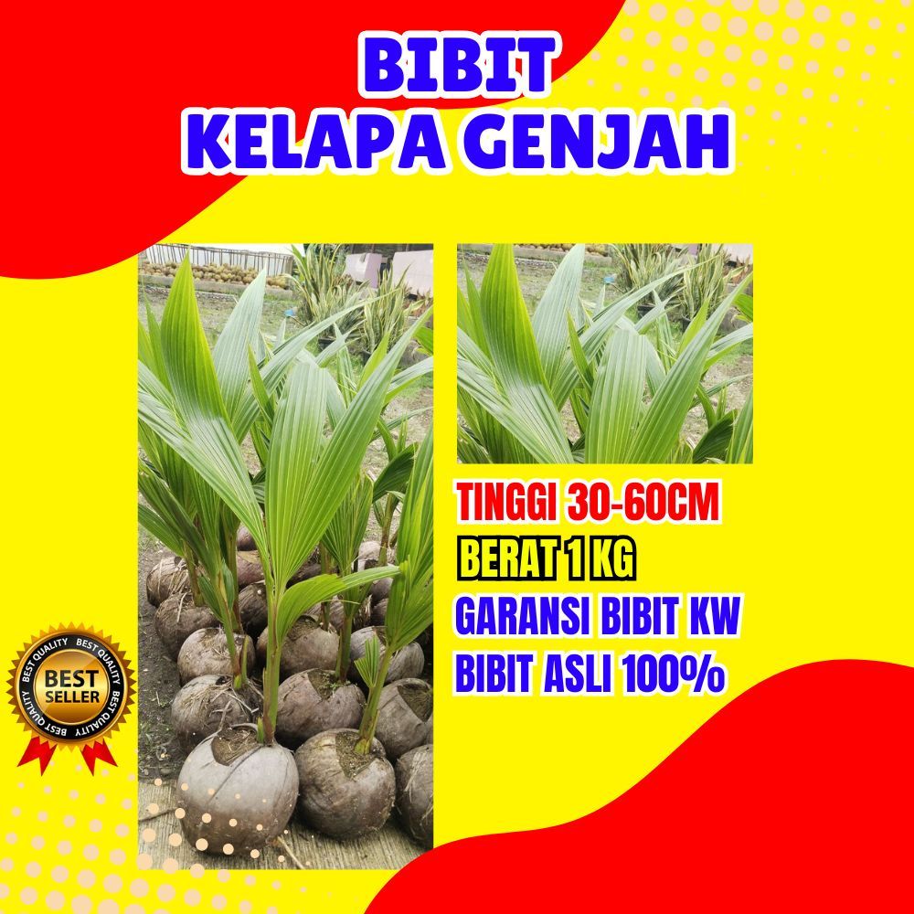 PALING DICARI.. Pohon Kelapa Entok Anakan, Pohon Kelapa Entok Anak