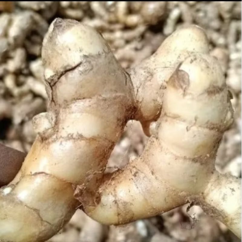

Temu putih/kunyit putih herbal tradisional alami 1kg