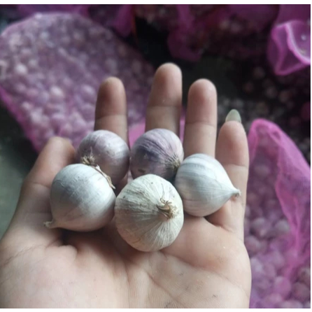 

✯ Bawang putih TunggaL/Lanang 1kg(Uk tanggung)