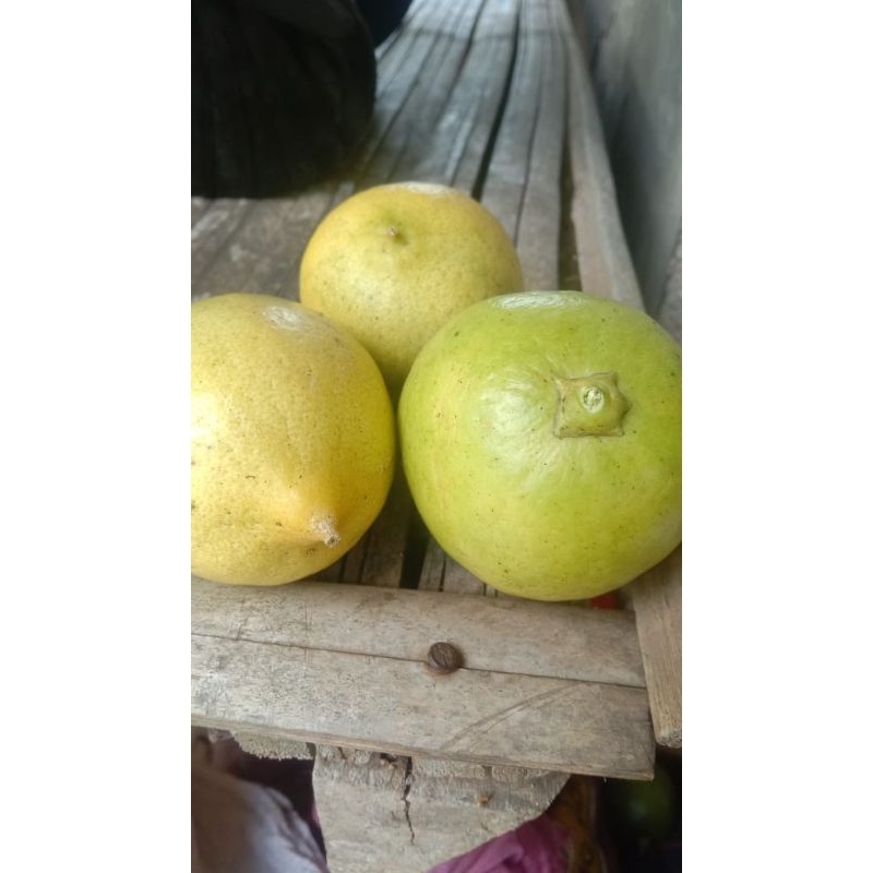 

jeruk lemon langsung dari kebun sendiri 1kg