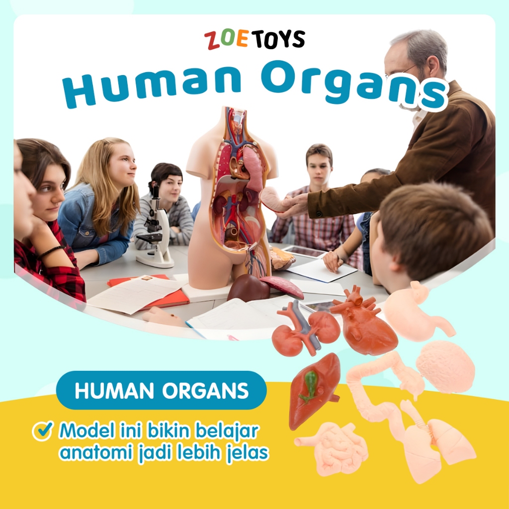 Zoetoys Human Organs Figurine Card Montessori Alat Peraga Organ Tubuh Manusia Body Anatomy Miniature