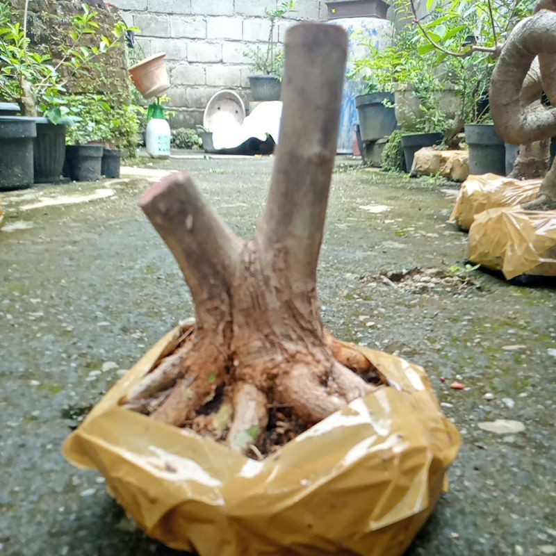 bahan bonsai Sancang prokar bogel ekonomis