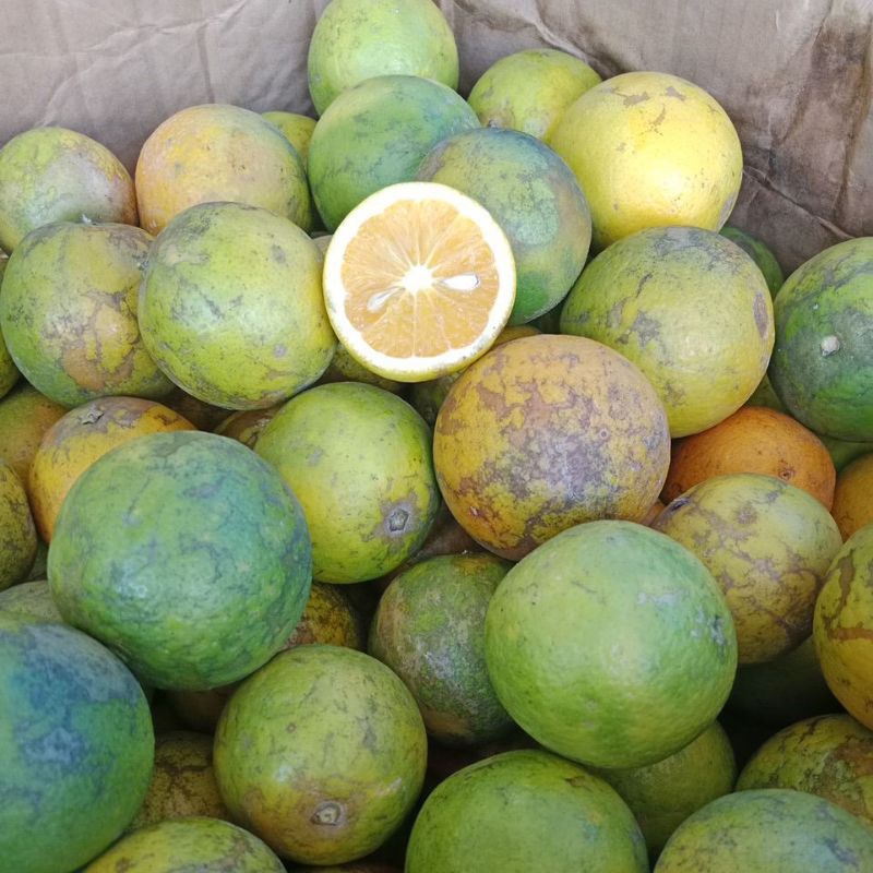 

jeruk baby 1kg/jerby manis