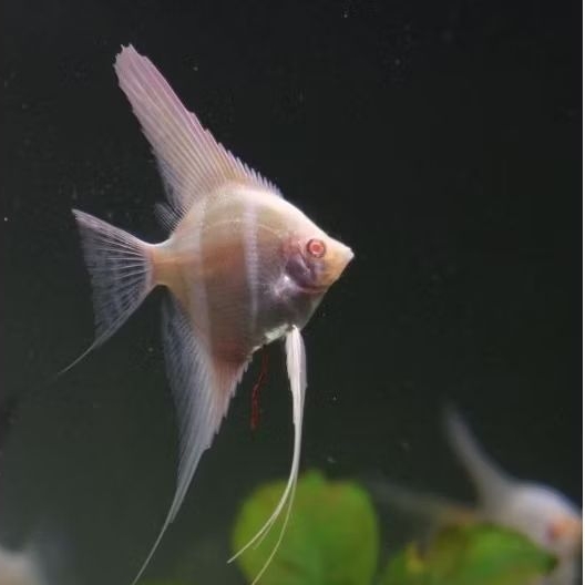 Manfish  Golden Red Eye Dantum KW 2.5 - 3 cm - ETALASE AQUARIUM