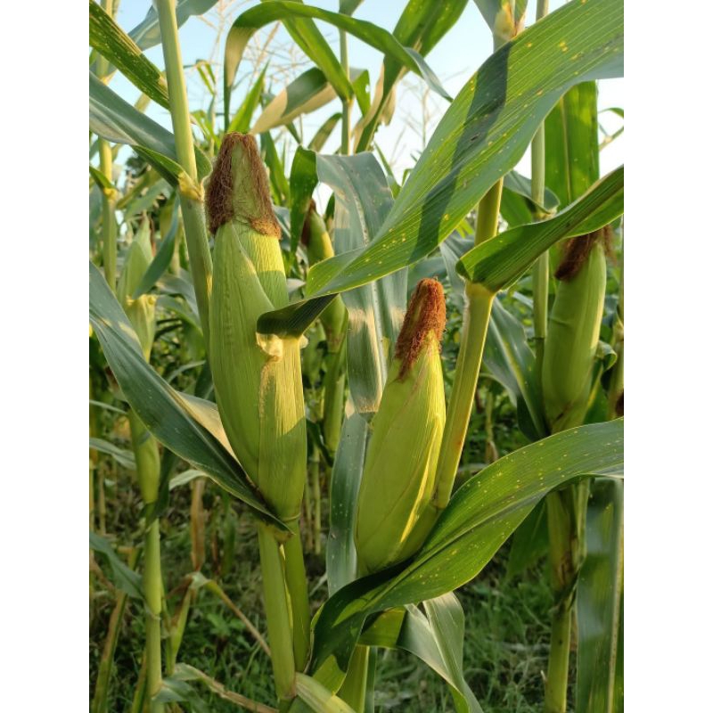 

Jagung Manis Madu Super
