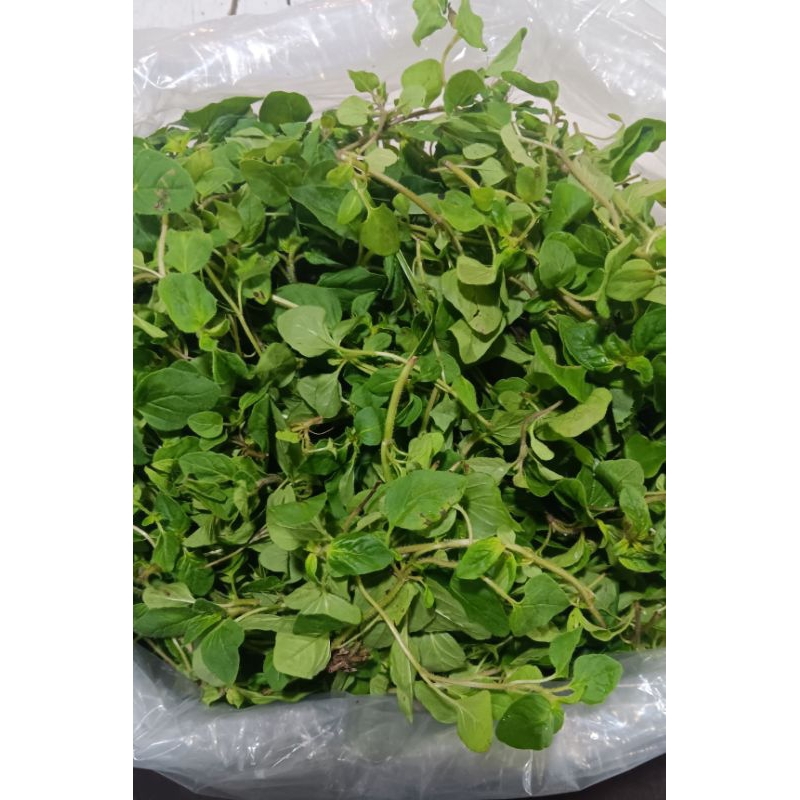 

daun oregano 1pack 25gr