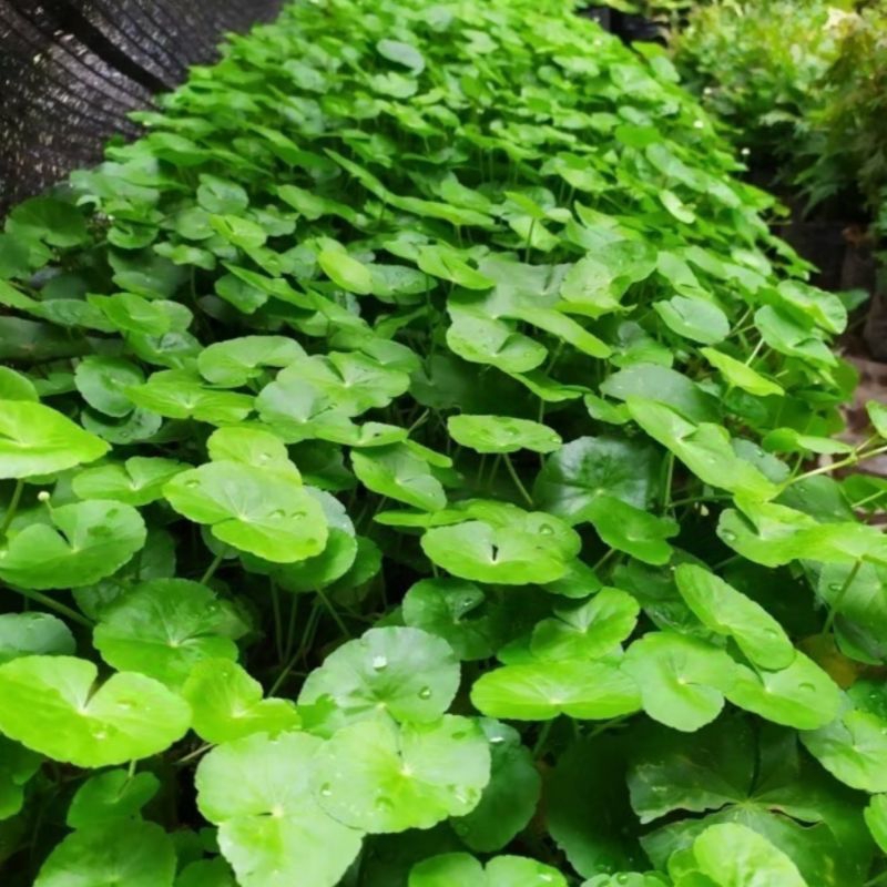 

Daun Pegangan / Antanan Segar Herbal (100 gram)