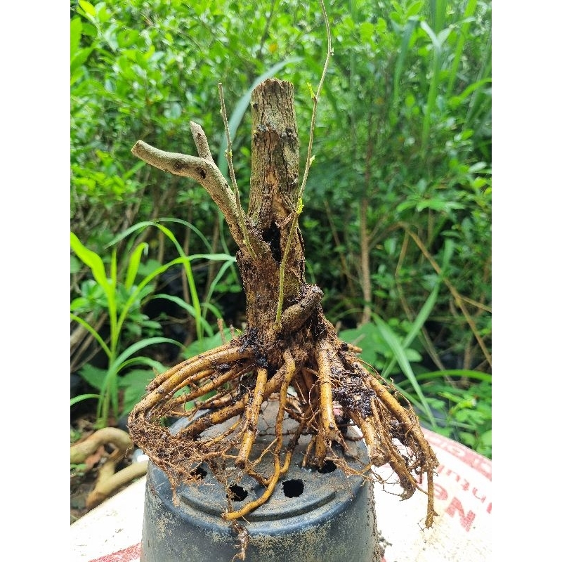 Bonggolan Saeng Simbur Mikro Vietnam