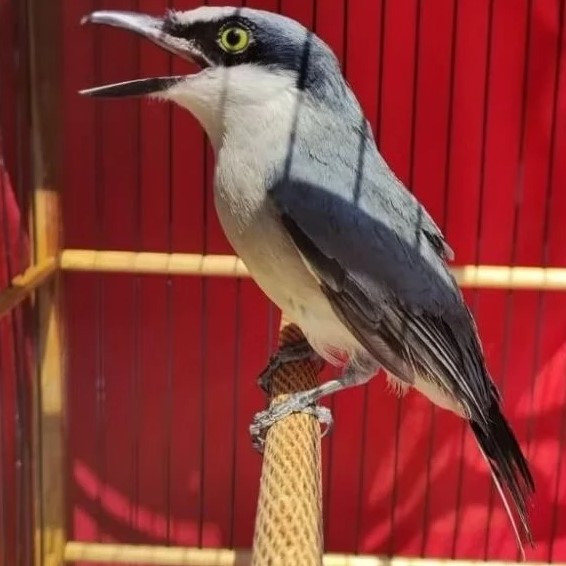 Burung Jinjing Petulak Klmntn Rawatan Mulus Masteran Handal