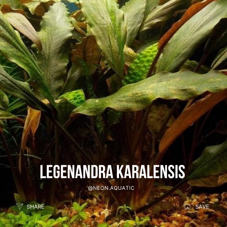 Legenandra Karalensis - Tanaman Aquascape - Tanaman Aquarium - Tanaman Air Aquarium - Tanaman Air Aq