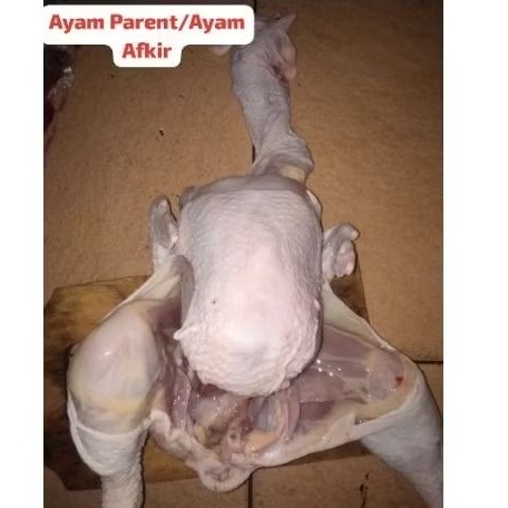 

AYAM AFKIR / AYAM PARENT