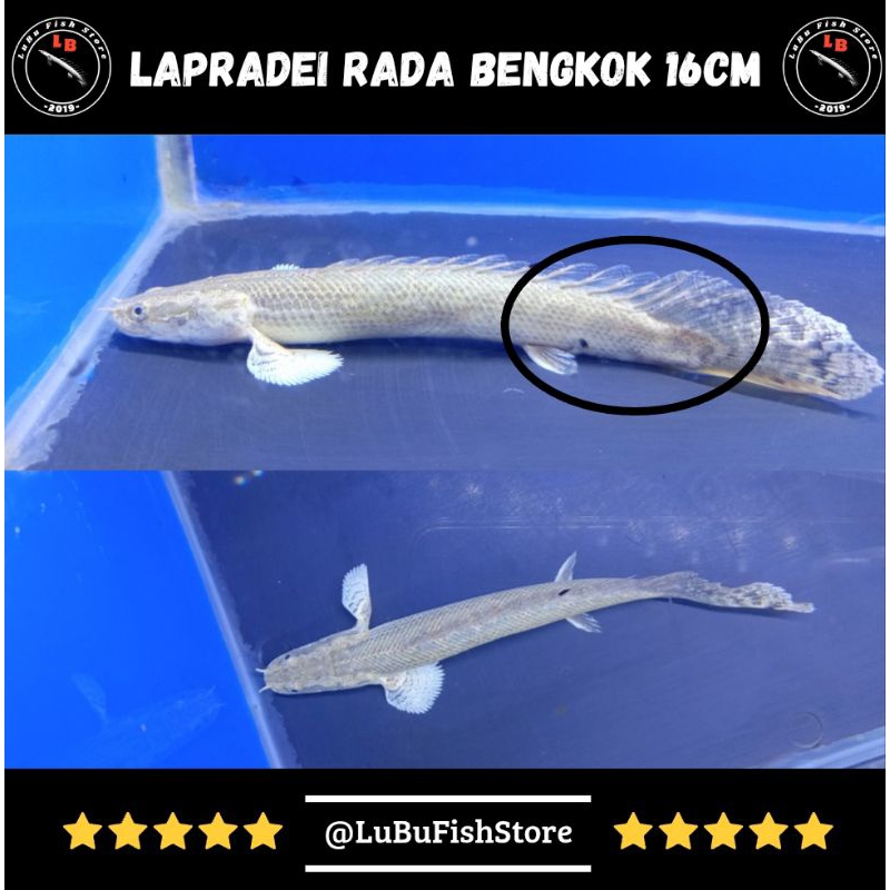 Aksesoris Aquarium Palmas Lapradei Palmas Lapra Minusan