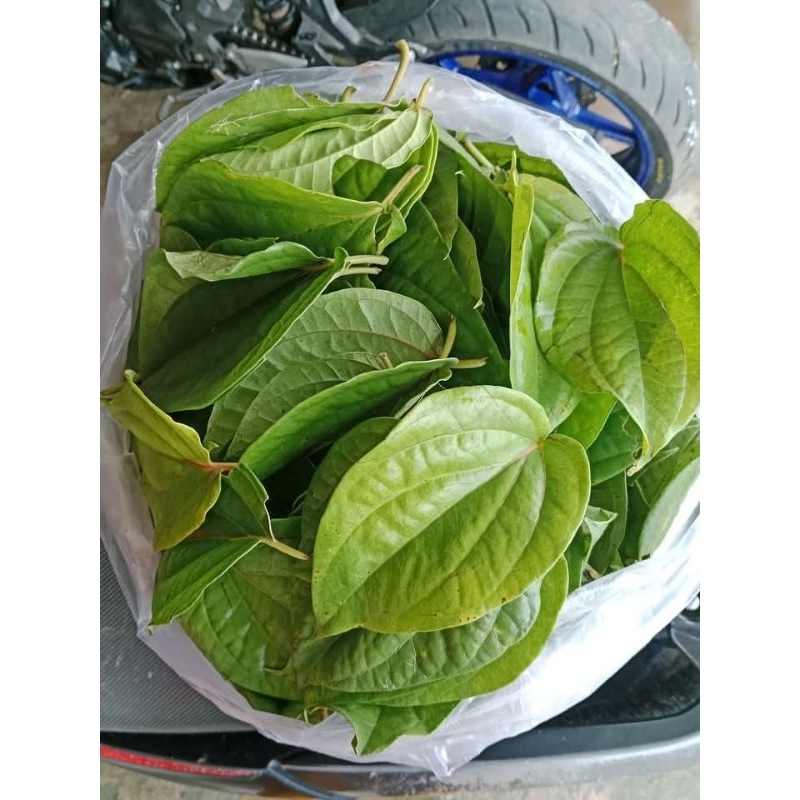 

jual daun sirih segar per 1 pcs