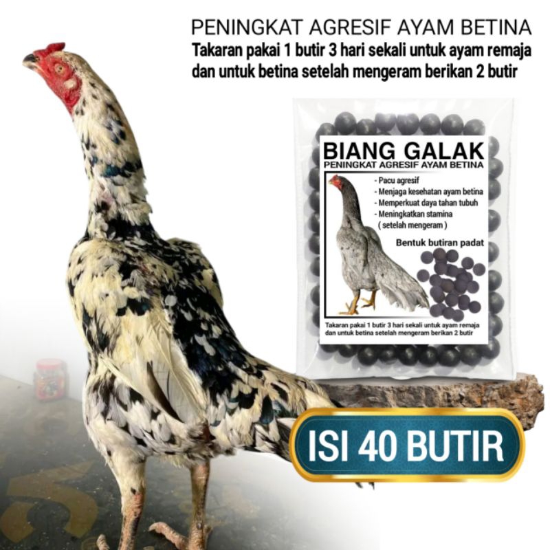 Vitamin ayam bertelur