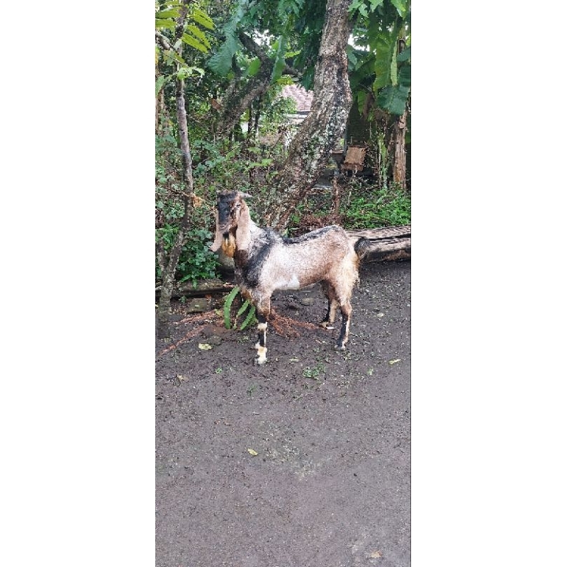 

kambing qurban