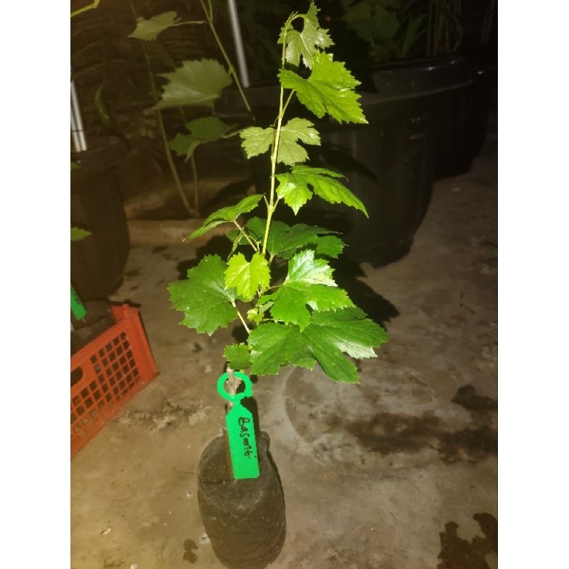 

Anggur Basanti 70cm