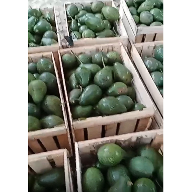 

Alpukat Mentega Carmel