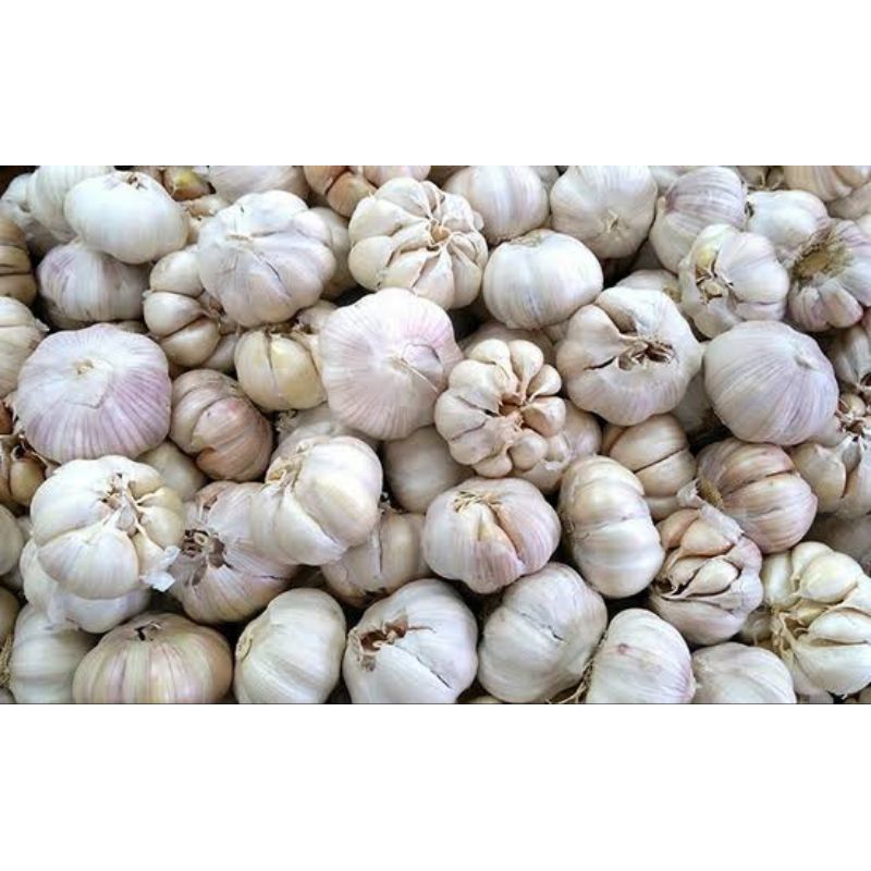 

Bawang putih segar fresh