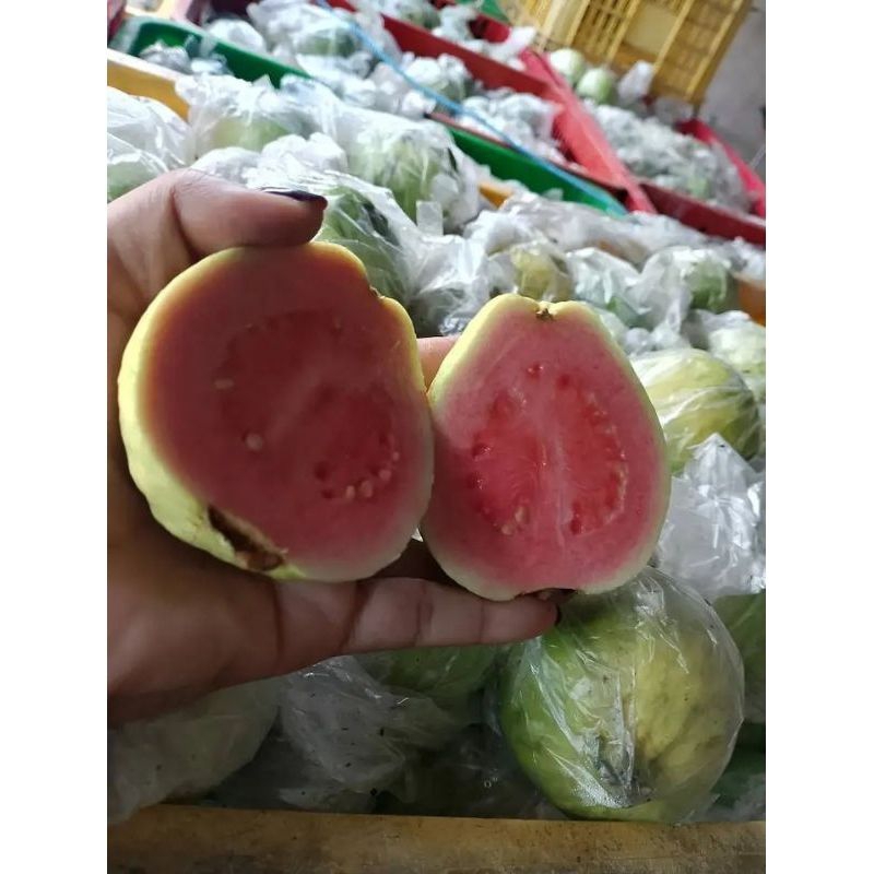 

jambu merah fressh dan segar by husein story ( harga per killo)