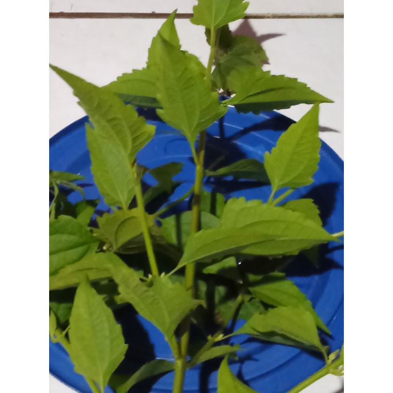 

daun herbal balakacida kirinyuh 1kg