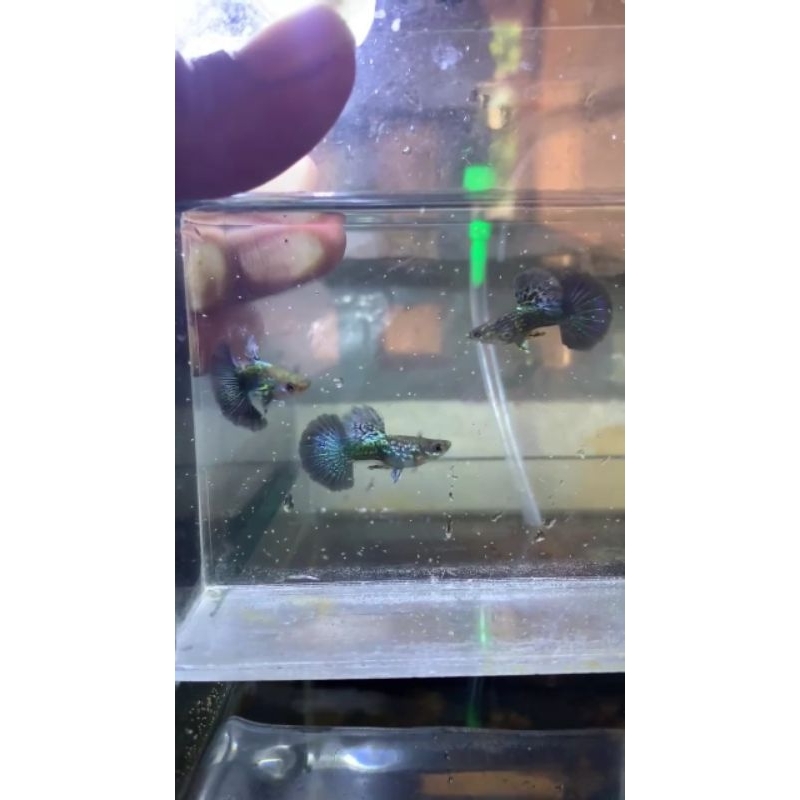 Hiasan aquarium sticker Guppy Blue Dragon Halfmoon sepasang