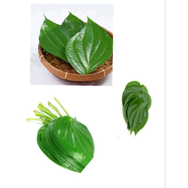 

daun sirih hijau fresh herbal alami 100 gram