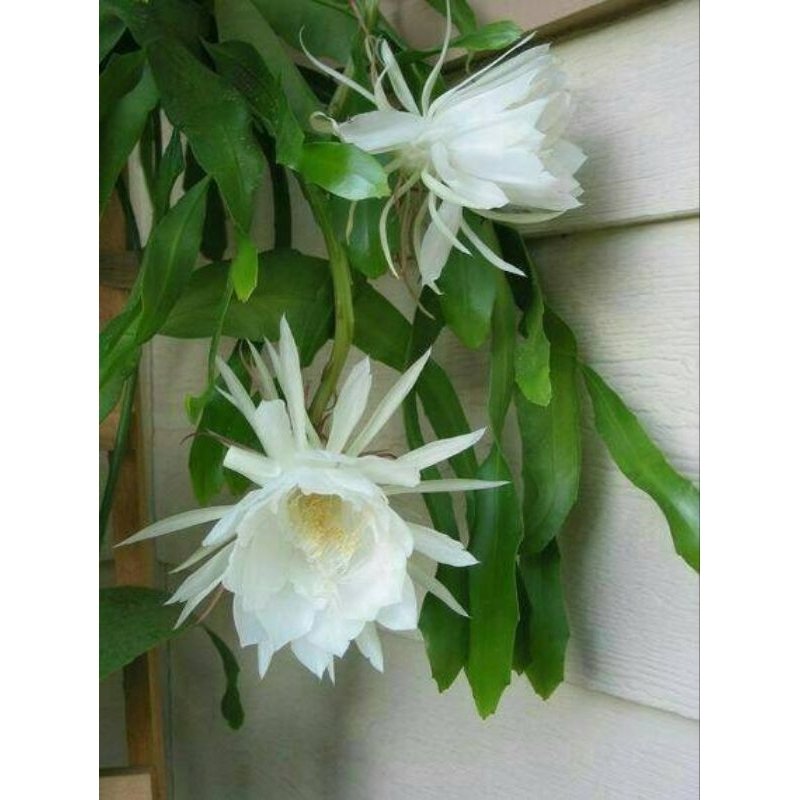 Promo COD!! Bibit Tanaman Hias Wijaya Kusuma Putih Bunga Besar-Wijaya Kusuma