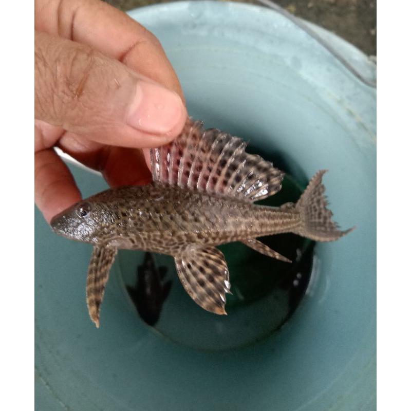 IkanPlecohitam/IkanPembersihAquarium/Ikan sapu hitam