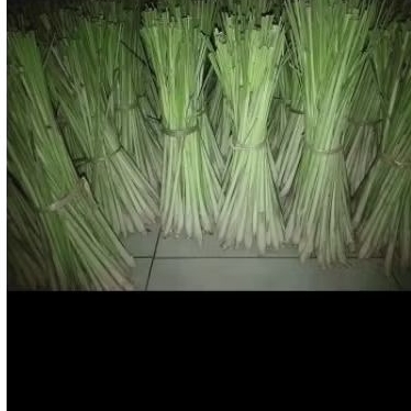 

sereh kamijara fresh baru petik