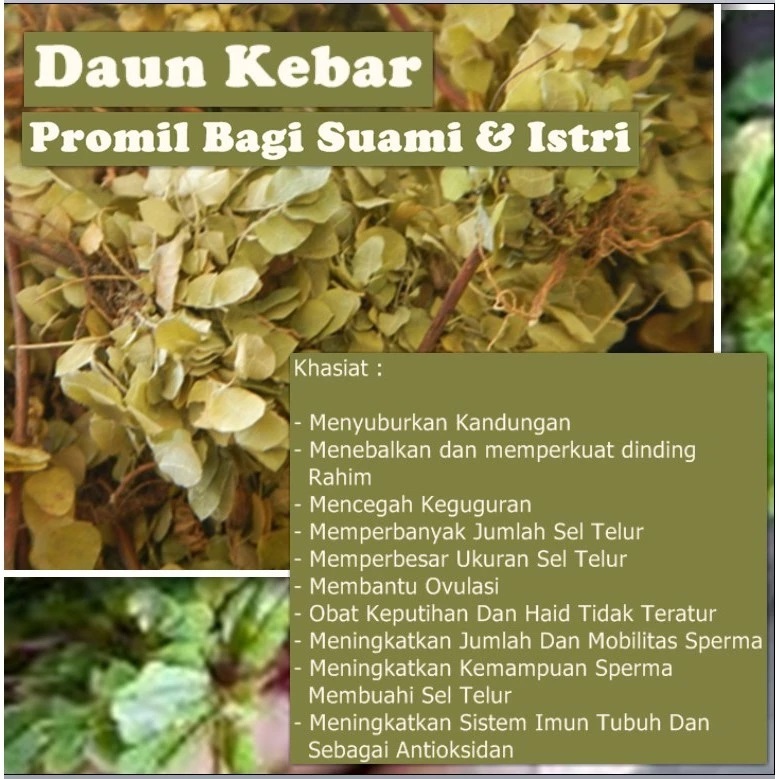 

Rumput Daun Kebar Asli Papua untuk promil program hamil