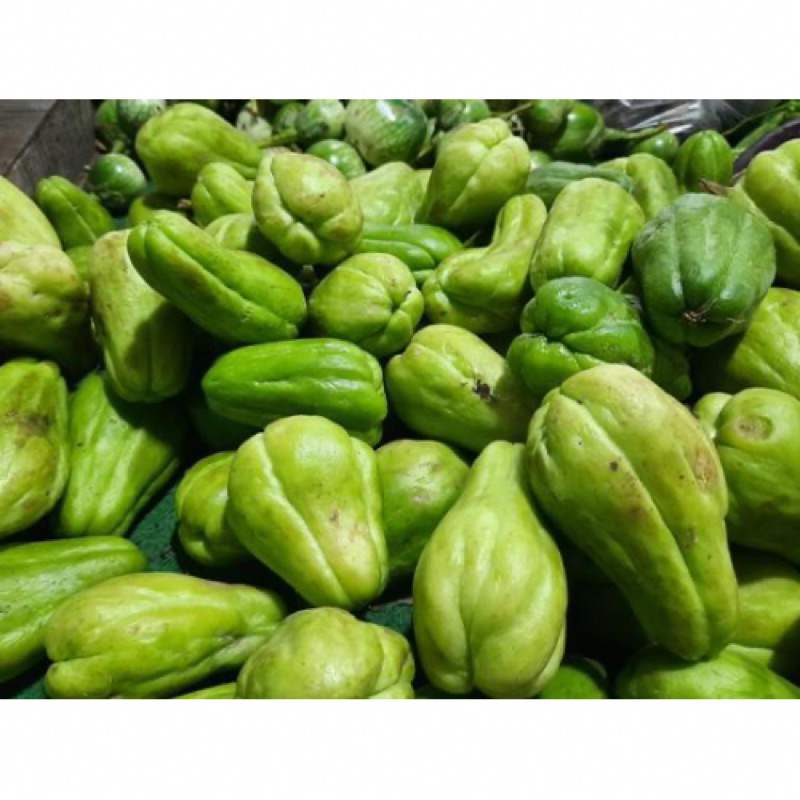 

LABU JIPANG PER BUAH