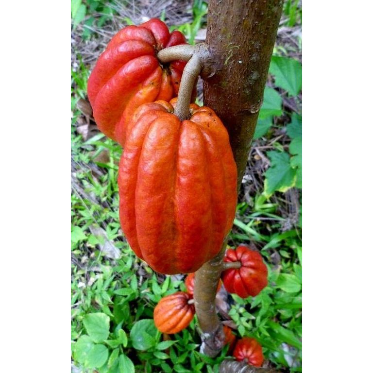 

Buah Coklat ( Buah Kakao )