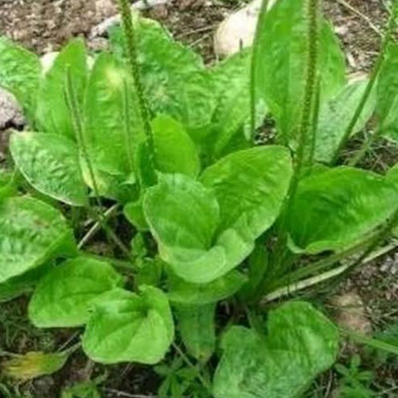 

Daun ki urat kjiurat segar petik langsung 500 gram