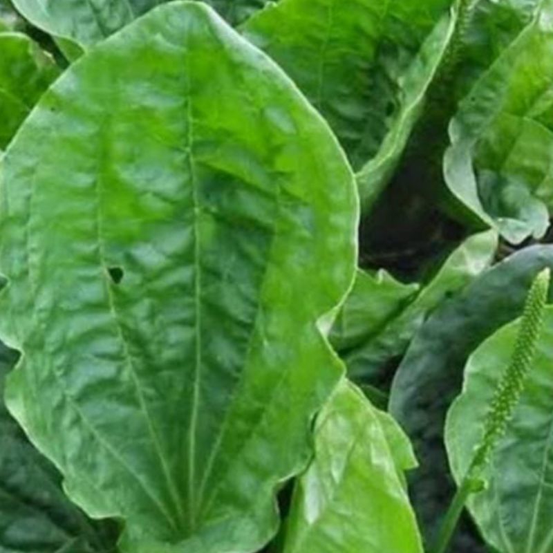 

Daun ki urat atau kji urat segar 1 kg