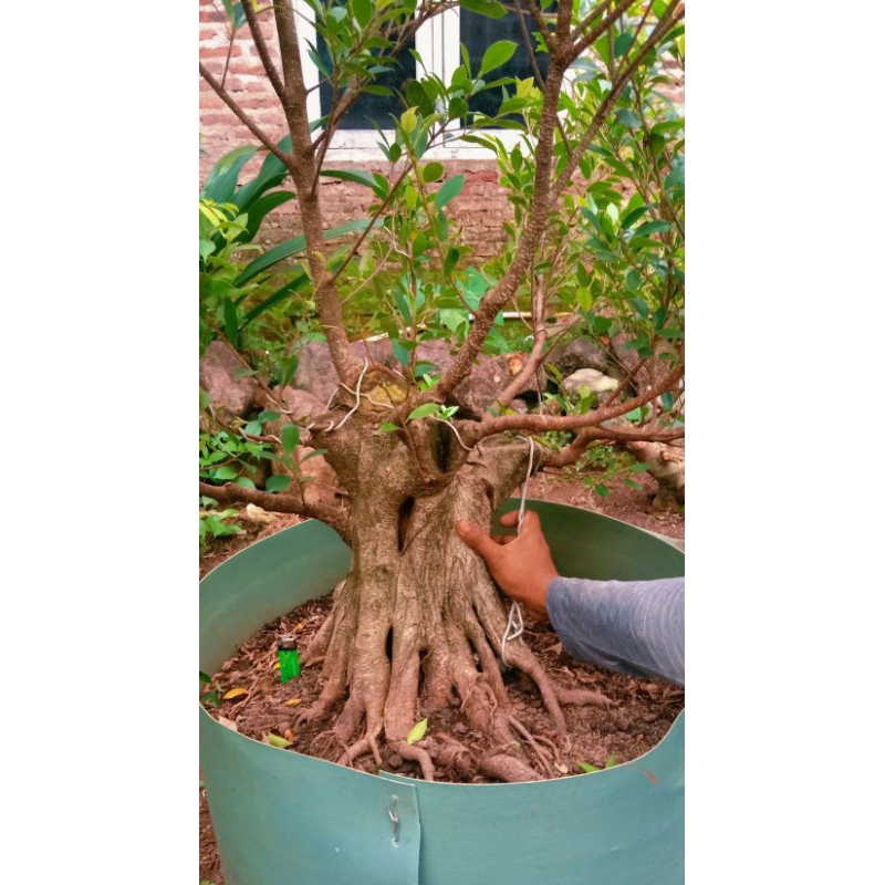 bonsai Kimeng jumbo prospek subur 3.200.000 program akar mantap