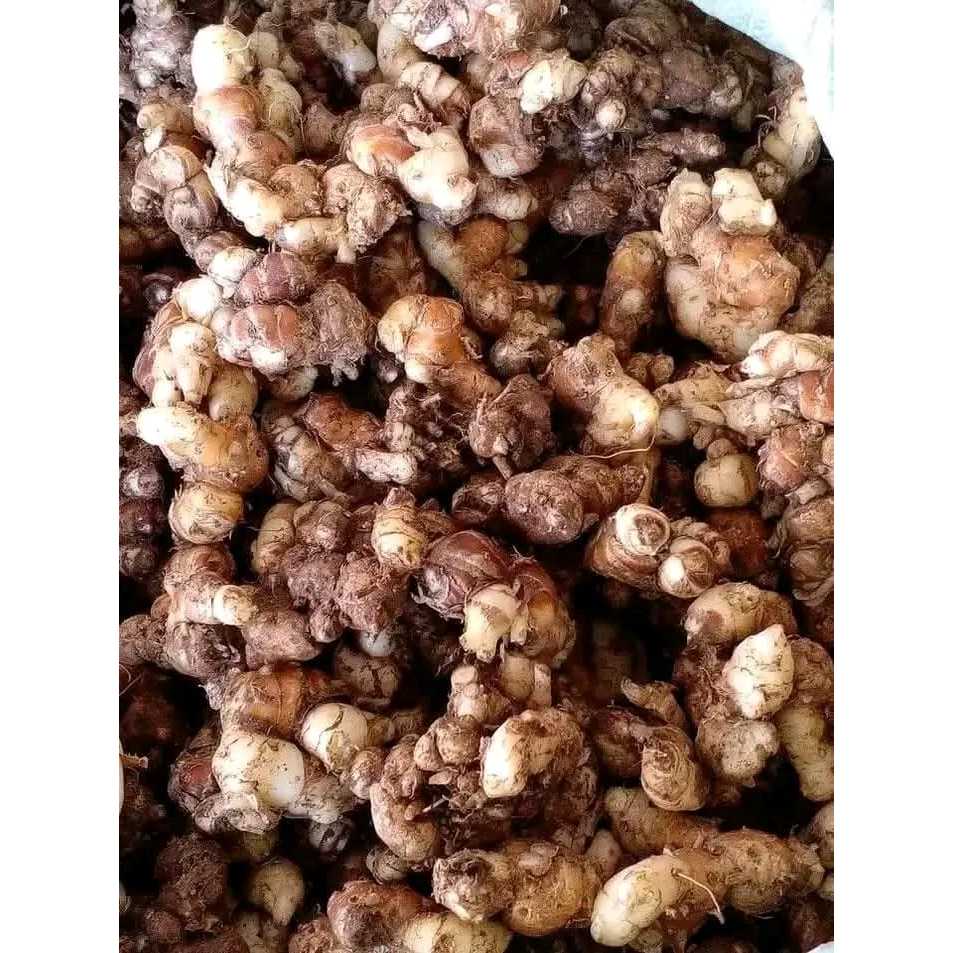 

KENCUR / CIKUR SEGAR FRES BAHAN MAKANAN SEBLAK DAN BUMBU LAINNYA KEMASAN 500 GRAM