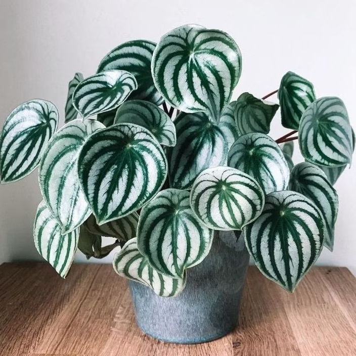 Tanaman Peperomia Watermelon / Argyreia Watermelon Peperomia (Daun Besar/Giant) Peperomia argyreia