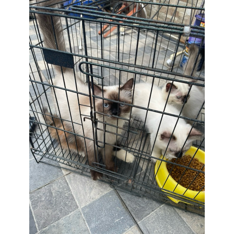 Jual anak kucing persia himalaya