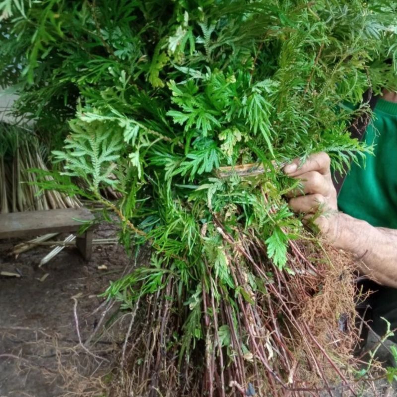 

daun cakar ayam 1kg