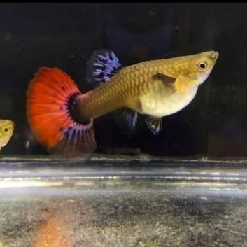 GUPPY PRTDE BETINA paket 5 ekor