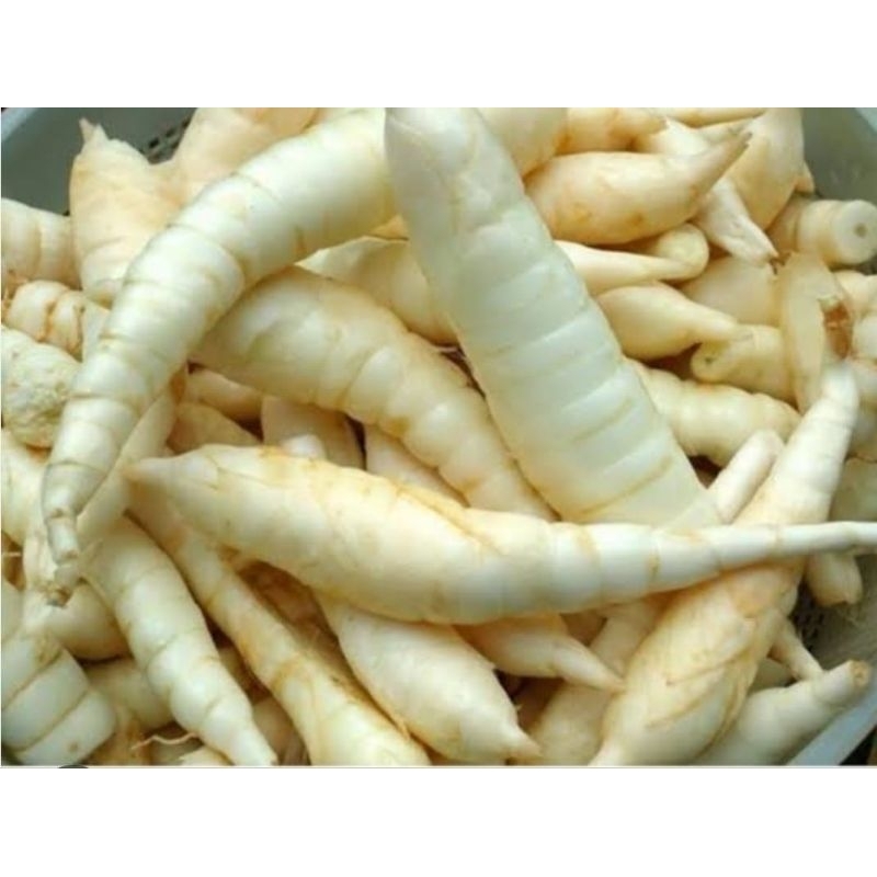 

Umbi garut atau umbi sagu segar murah 500 gram