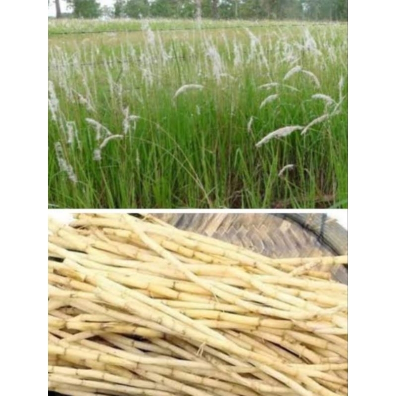 

Akar alang alang segar berkualitas murah 500 gram