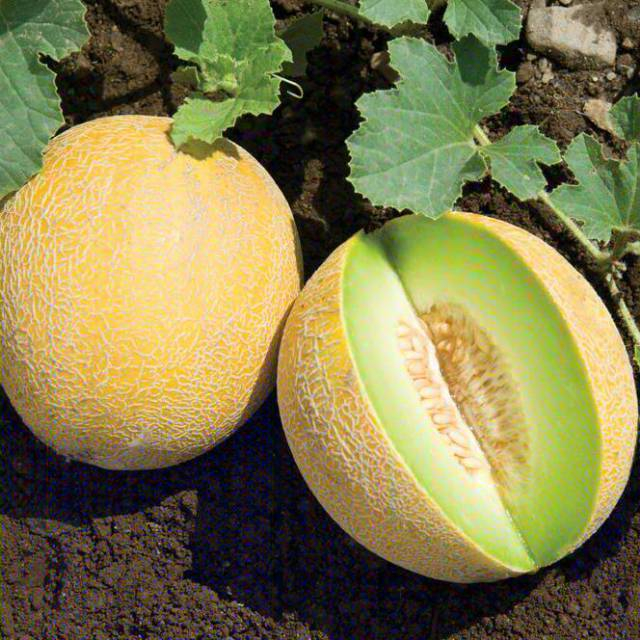 Bibit Tanaman Buah Melon Madu Super Manis Cepat Berbuah Dalam Pot