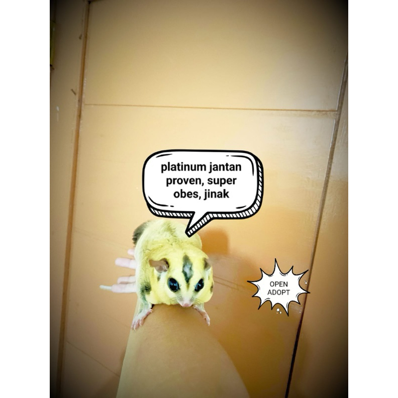indukan sugar glider platinum ,jantan ,obes jinak total, SUPER MURAH